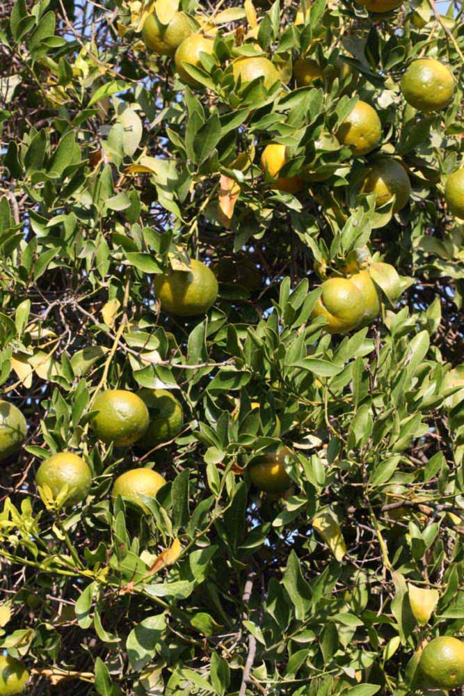             Sun leaves (Riverside, CA)   